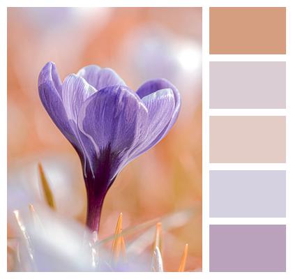 Beautiful Flowers Bloom Flower Flora Image