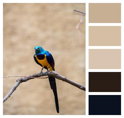 Wildlife Royal Starling Lamprotornisregius Songbird Image