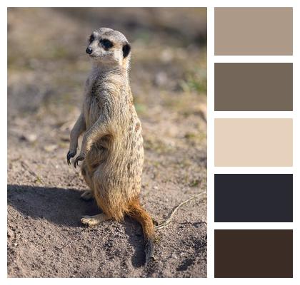Cute Animal Wildlife Animal Photography Image