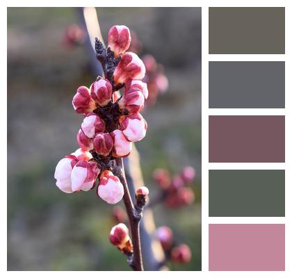 Fruit Tree Plants Agriculture Spring Image