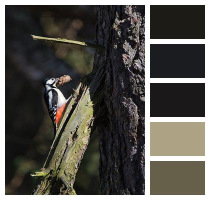 Wildlife Bird Woodpecker Pinecone Image