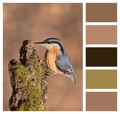 Bird Watching Forest Wildlife Nature Image