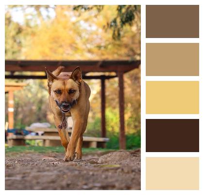 Berger Canine Nature Portrait Image