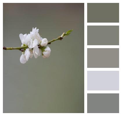 Cherry Flowers Branch Flowers Bloom Image