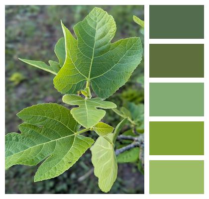 Tree Fruit Fig Jam Leaves Image