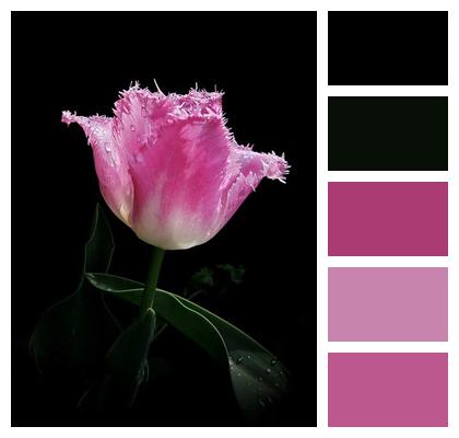 Plant Petals Tulip Blossom Spring Flower Image