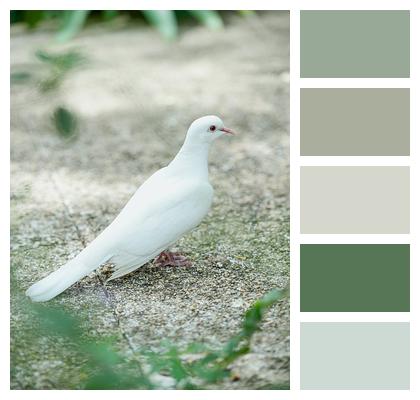 Wildlife Feathers Plumage Animal Image