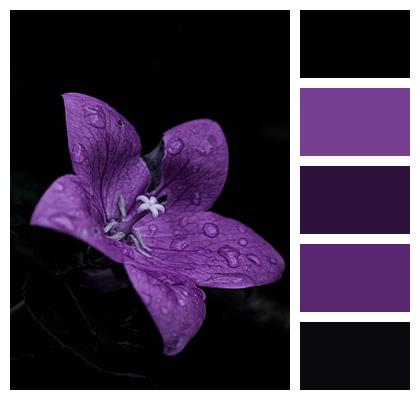 Bloom Garden Petals Flower Image