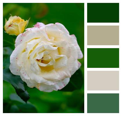 Flower Plant Nature Yellow Roses Image