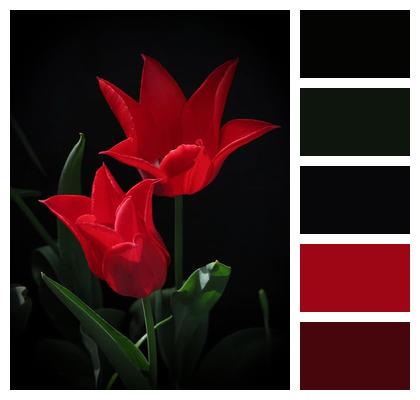 Plant Bloom Nature Petals Image