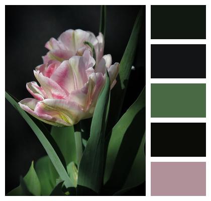 Nature Plant Bloom Petals Image