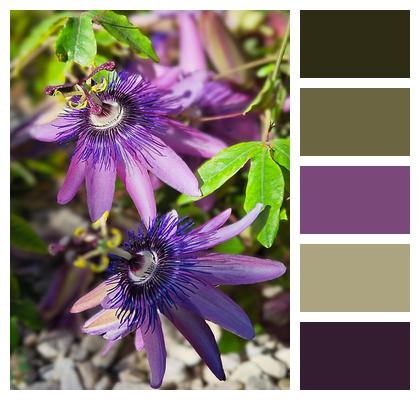 Nature Bloom Violet Passiflora Garden Image