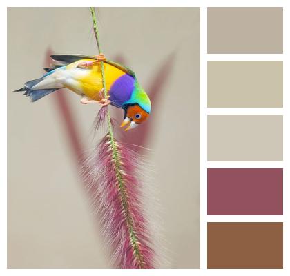 Colourful Bird Gouldian Colorful Bird Gouldian Finch Image