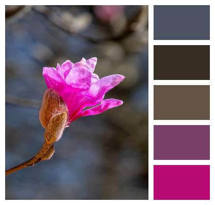 Bloom Flower Flower Background Ornamental Plant Image