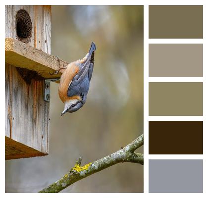 Songbird Nuthatch Nest Building Wildlife Image