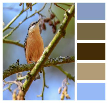 Species Plumage Branch Wildlife Image