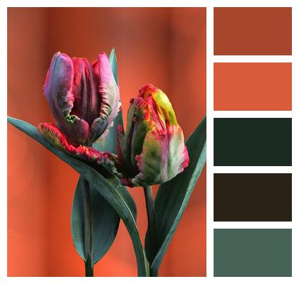 Tulips Bloom Flower Nature Image
