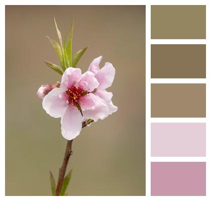 Peach Flower Flower Wallpaper Blossom Spring Image