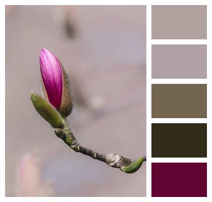 Pink Plant Petals Growth Image