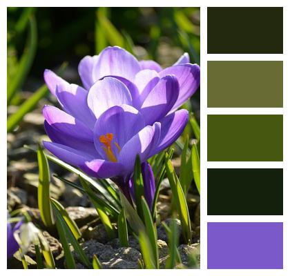 Iris Family Botany Crocuses Crocus Flowers Nature Image