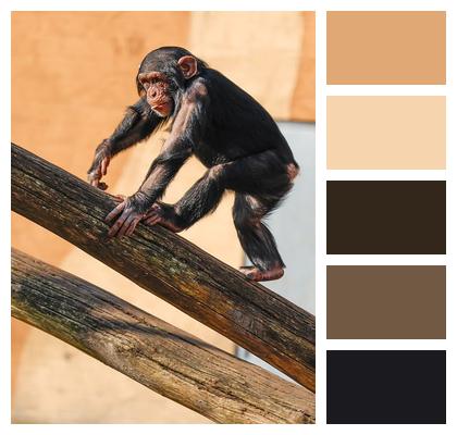 Animal Monkey Mammal Nature Image