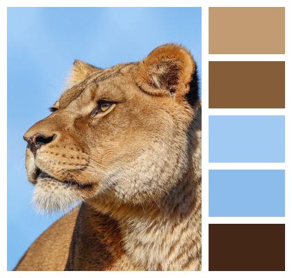 Predator Nature Lion Animal Image