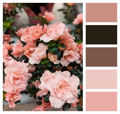 Plants Florist Beautiful Flowers Bloom Image