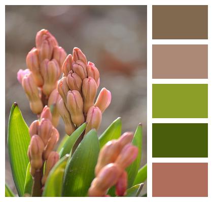 Close Up Blossoms Plants Hyacinth Buds Image