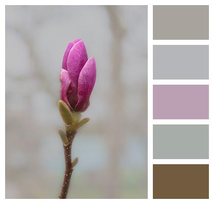 Nature Natural Environment Ornamental Plant Magnolia Image