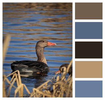 Water Wildlife Water Bird Greylag Goose Image