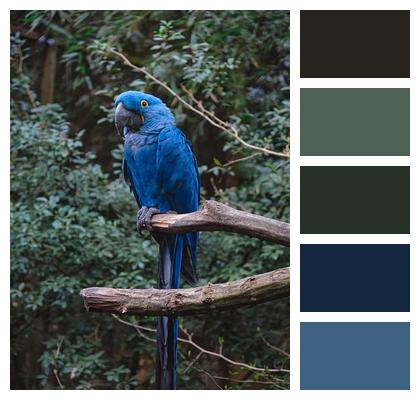 Nature Feathers Ornithology Bird Image