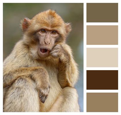Mammal Monkey Animal Nature Image