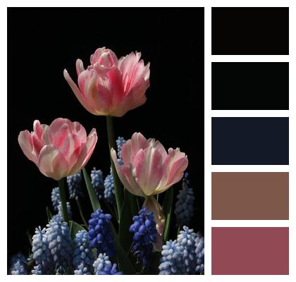 Blossoms Spring Spring Flowers Nature Image