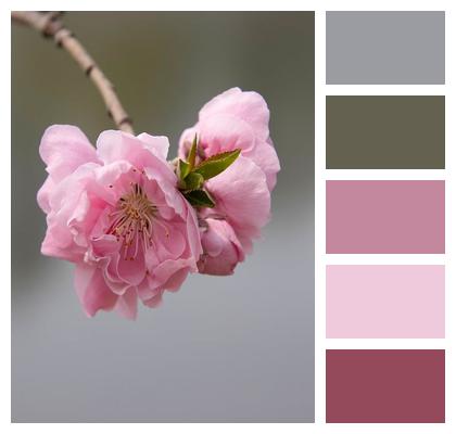 Flower Wallpaper Peach Flowers Petals Pink Flowers Image