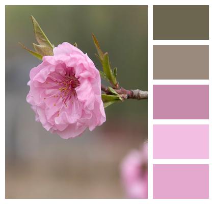 Flower Wallpaper Flower Background Nature Peach Flower Image