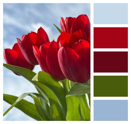 Tulips Happy Easter Red Spring Image
