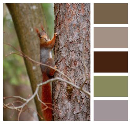 Rodent Animal Tree Whiskers Image