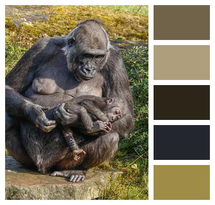 Animal Nature Mammal Monkey Image