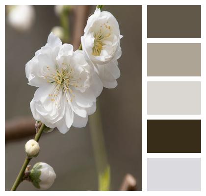 Nature Spring Branch Beautiful Flowers Image