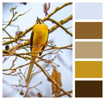 Wild Bird Species Bird Watching Animal Image