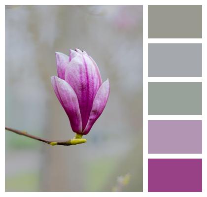 Spring Natural Beauty Natural Environment Nature Image
