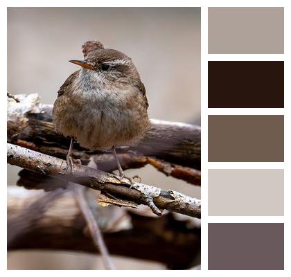 Habitat Forest Spring Plumage Image
