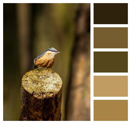 Beak Nest Building Seeds Winter Bird Image