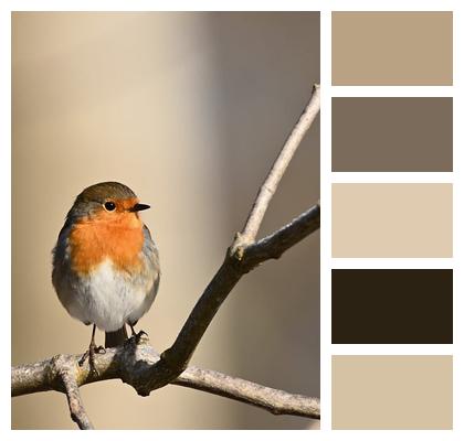 Songbird Plumage Robin Bird Image