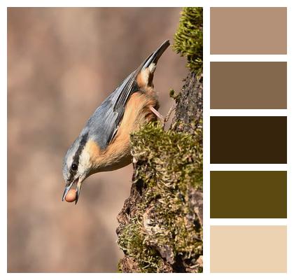 Wildlife Bird Tree Plumage Image