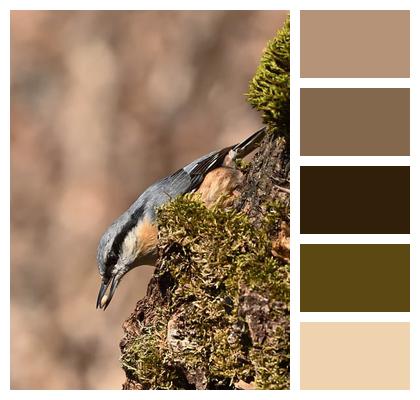 Wildlife Moss Claw Beak Image