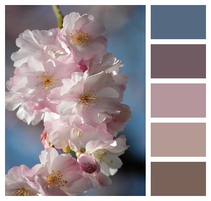 Flowers Flower Background Oriental Cherry Flora Image