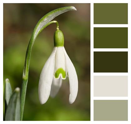Bloom Plant Snowdrop Nature Image