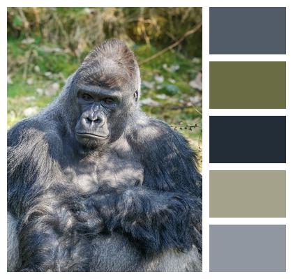 Mammal Nature Animal Gorilla Image