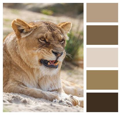 Animal Nature Lion Predator Image